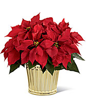 The FTD Poinsettia Planter by Better Homes and Gardens