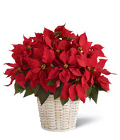 FTD Red Poinsettia Basket - Large