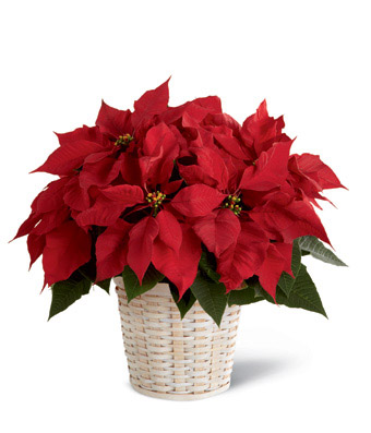The FTD Red Poinsettia Basket 
